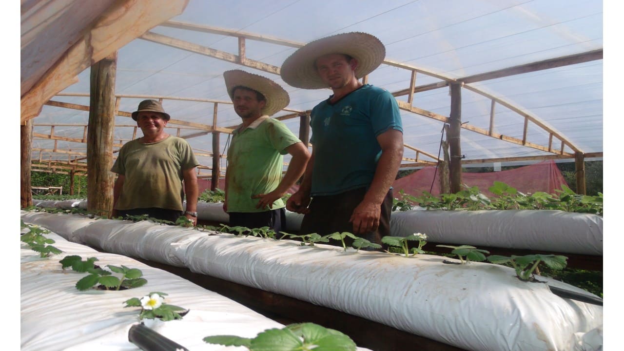 Agricultor investe na produção de moranguinho
