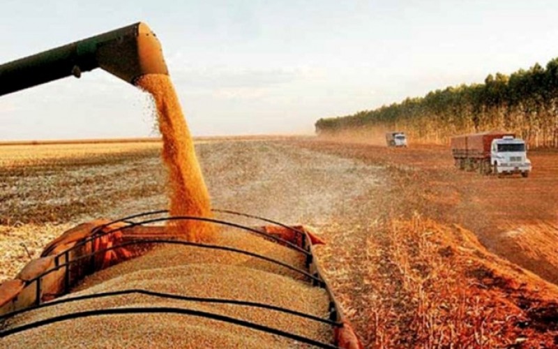 Altas temperaturas aceleram maturação e colheita do milho no Estado
