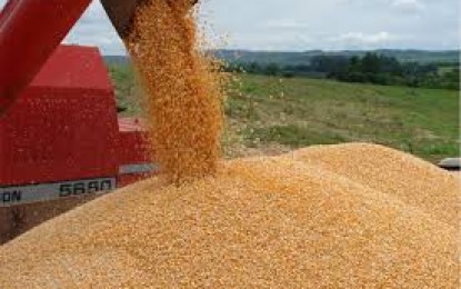 Mercado do milho, perspectiva de preço a médio prazo