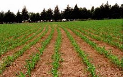 Produtores intensificam plantio do milho no RS