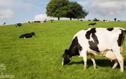 Pequenos produtores devem movimentar setor de lácteos até 2018