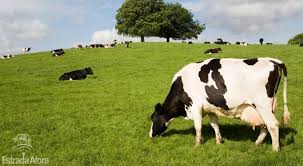 Pequenos produtores devem movimentar setor de lácteos até 2018