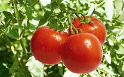 Pesquisa identifica molécula que permite frutificação de tomates sem sementes