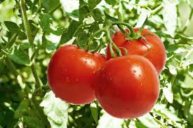 Pesquisa identifica molécula que permite frutificação de tomates sem sementes