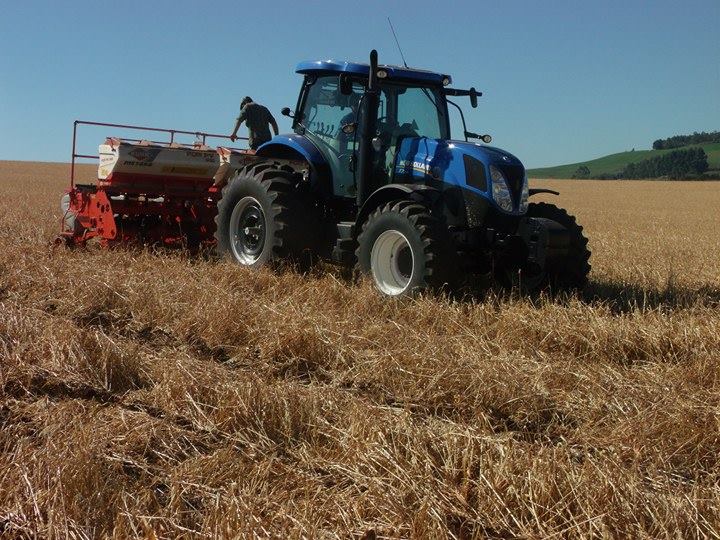 Mesmo com tempo seco, implantação das lavouras de milho chega a 66% da área total a ser cultivada