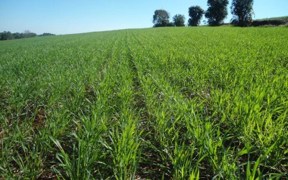 Plantar trigo poderá ser uma boa opção para o produtor