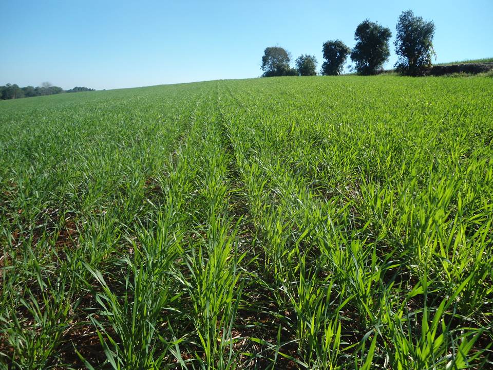 Plantar trigo poderá ser uma boa opção para o produtor