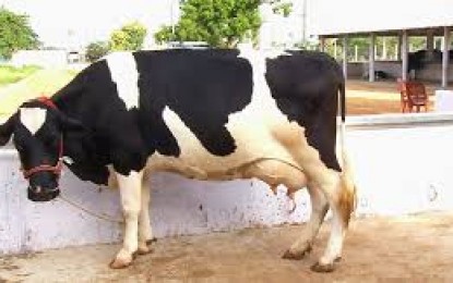 Santo Augusto, concurso leiteiro realizado na 20ª Expofeira