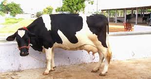 Santo Augusto, concurso leiteiro realizado na 20ª Expofeira