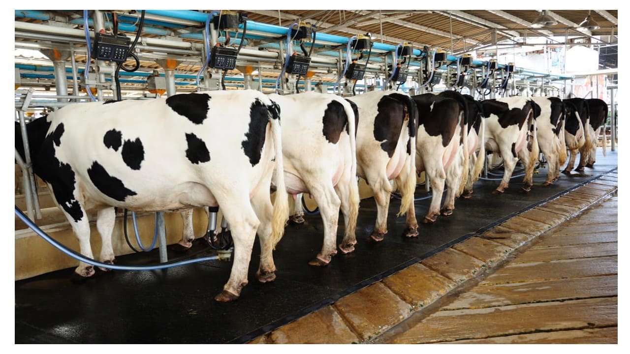 Custo de produção do leite sobe 9,4% em fevereiro