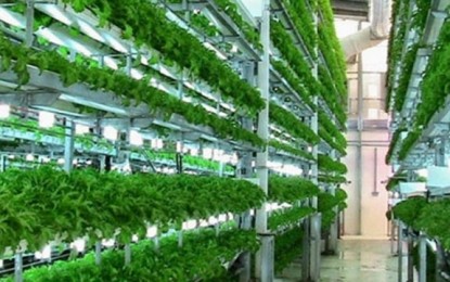 Nova alternativa de produção de verdura pode atingir o triplo da agricultura convencional
