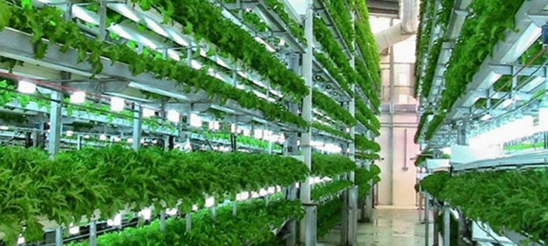 Nova alternativa de produção de verdura pode atingir o triplo da agricultura convencional