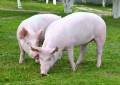 Carne de porco ganha espaço na mesa do brasileiro e no exterior