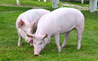 Carne de porco ganha espaço na mesa do brasileiro e no exterior