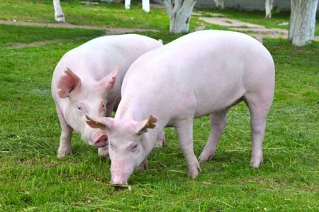 Carne de porco ganha espaço na mesa do brasileiro e no exterior