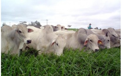 Brasil volta a vender carne bovina para a Argentina