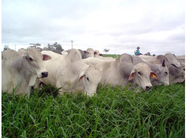 Brasil volta a vender carne bovina para a Argentina