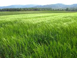 Previsão do tempo para essa semana na Região Celeiro