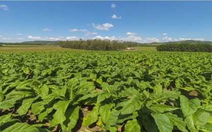 Brasil liderou exportações de tabaco pelo 25º ano consecutivo