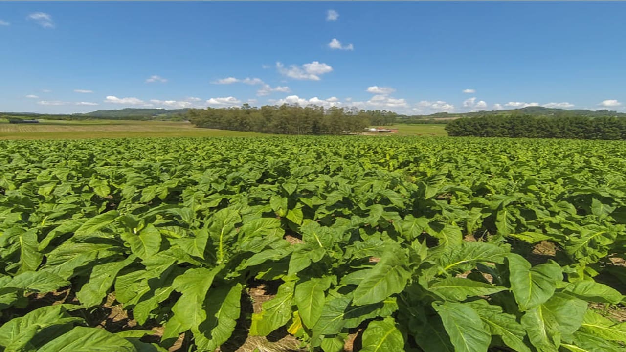 Brasil liderou exportações de tabaco pelo 25º ano consecutivo