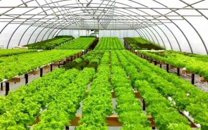 Vantagens do sistema de produção em Hidroponia