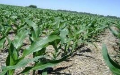 Clima favorece implantação de lavouras de milho no RS