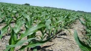 Clima favorece implantação de lavouras de milho no RS