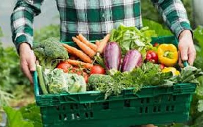 Produção de orgânicos cresce no Brasil