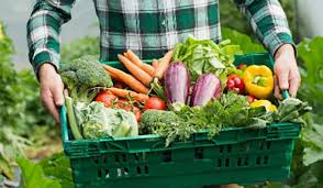 Produção de orgânicos cresce no Brasil