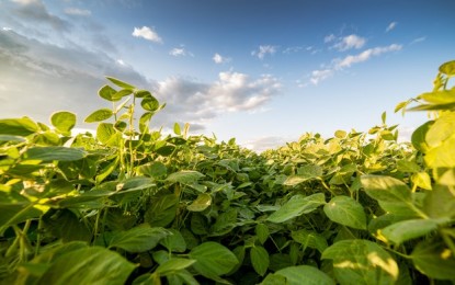 Especialista alerta sobre possível adiantamento da ferrugem asiática na região Sul do Brasil