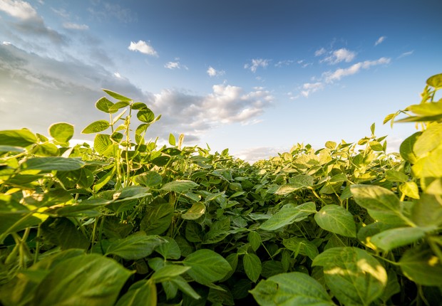Especialista alerta sobre possível adiantamento da ferrugem asiática na região Sul do Brasil