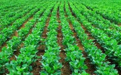 Perspectivas, anual do setor agrícola na Safra 2017/18