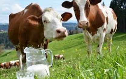 Dados da cadeia produtiva do leite no estado do RS