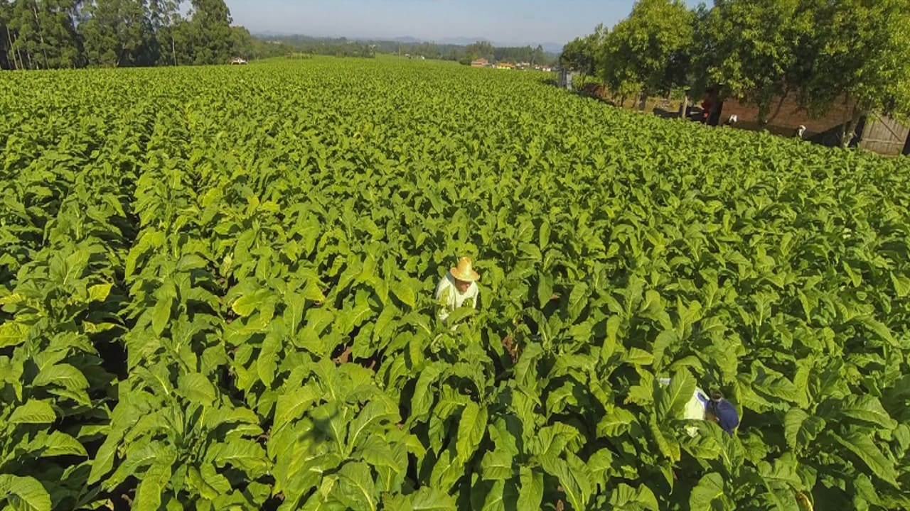 Delegações de 22 países participam de evento mundial sobre tabaco em Santa Cruz do Sul