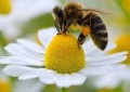 A Importância das abelhas na produção de alimentos e o preocupante desaparecimento de especies.