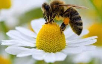 A Importância das abelhas na produção de alimentos e o preocupante desaparecimento de especies.