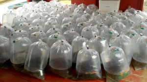 alevinos no saco-ilove