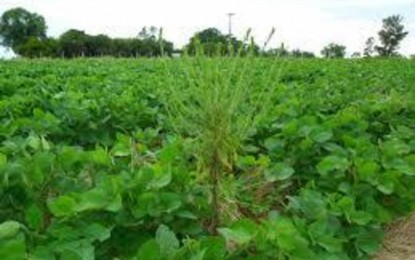 Plantas daninhas resistentes interferem no custo de produção da lavoura