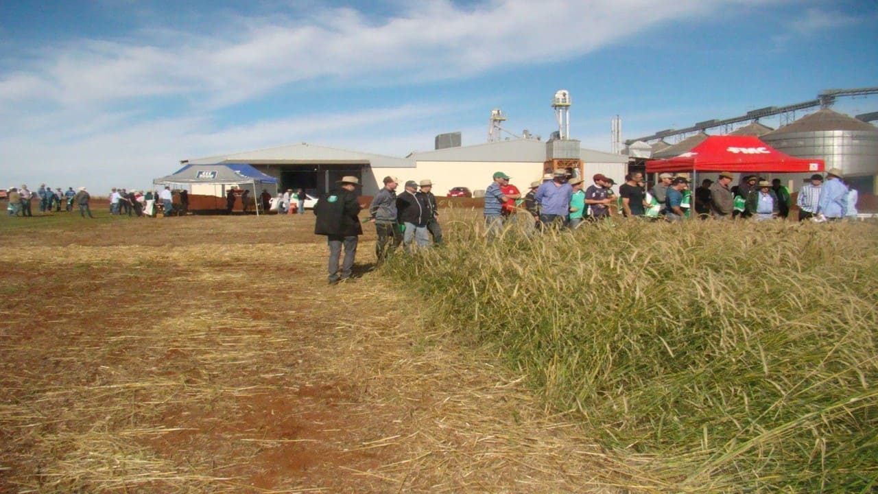 Cereais de Inverno é tema de dia de campo em Campo Novo