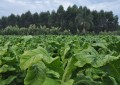 Abertura Oficial da Colheita do Fumo desse ano acontecerá pela 1ª vez no RS
