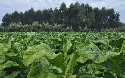 Expectativa para o preço da safra de tabaco desse ano