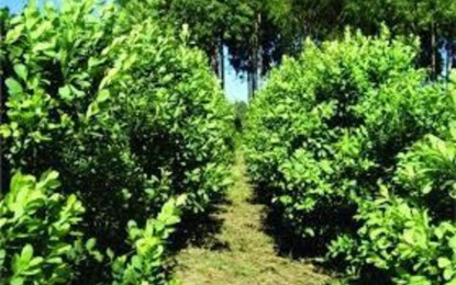 Redescoberta erva-mate com 9 vezes menos cafeína