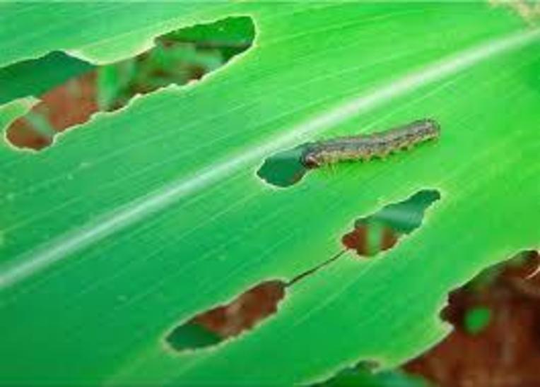 Embrapa lança biodefensivo contra principal praga do milho