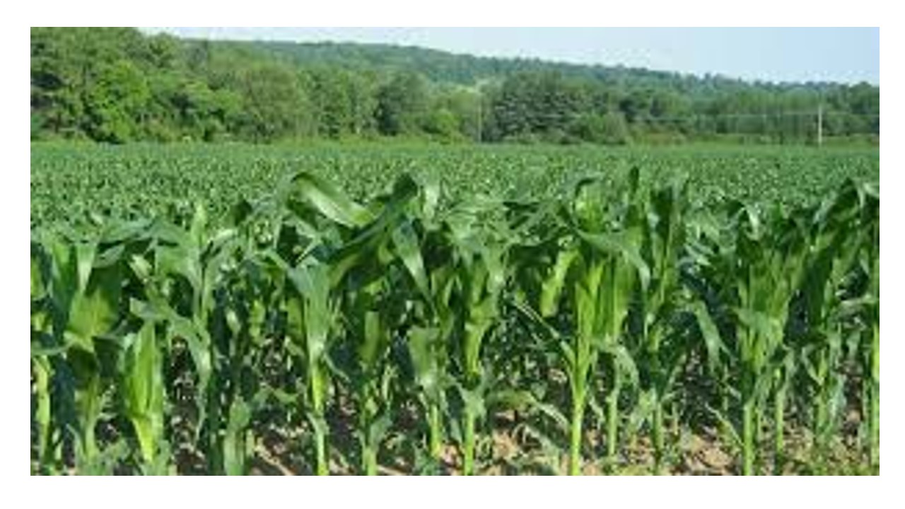 Cresce número de registros de produtos biológicos para uso agrícola