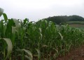 Agricultura publica boletim mensal sobre cultivo de milho e soja no RS, Brasil e Estados Unidos