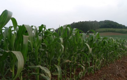 Agricultura publica boletim mensal sobre cultivo de milho e soja no RS, Brasil e Estados Unidos