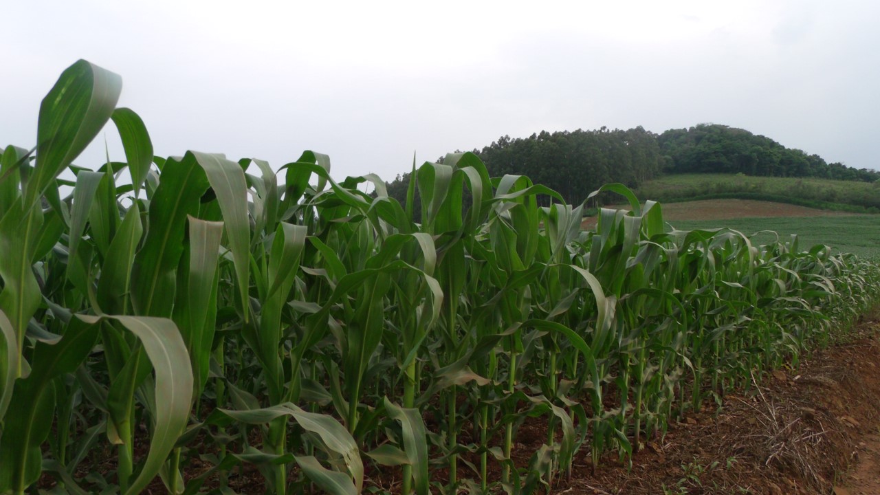 Agricultura publica boletim mensal sobre cultivo de milho e soja no RS, Brasil e Estados Unidos