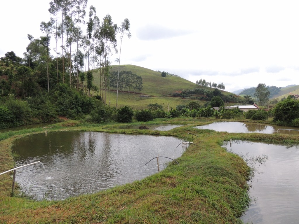Agroindústria de abate de peixe da região Celeiro recebe visitantes