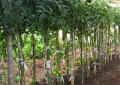 Manejo de tomate em ambiente protegido