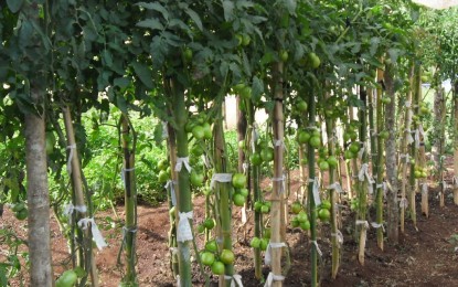 Composto orgânico contribui para controle de doença do tomateiro